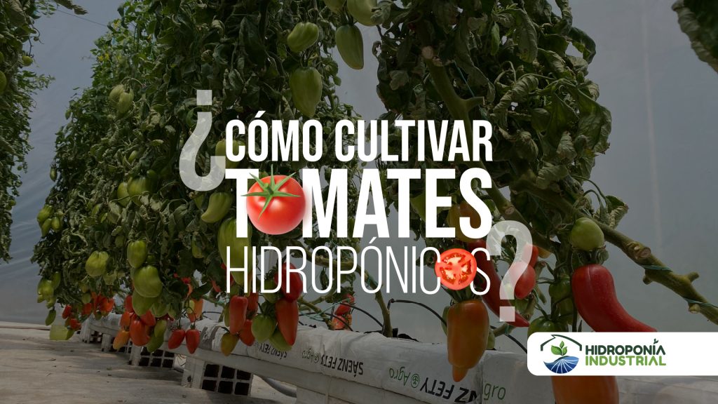 ¿Cómo cultivar tomates hidropónicos?