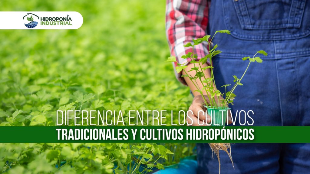 Diferencia entre los cultivos tradicionales y cultivos hidropónicos