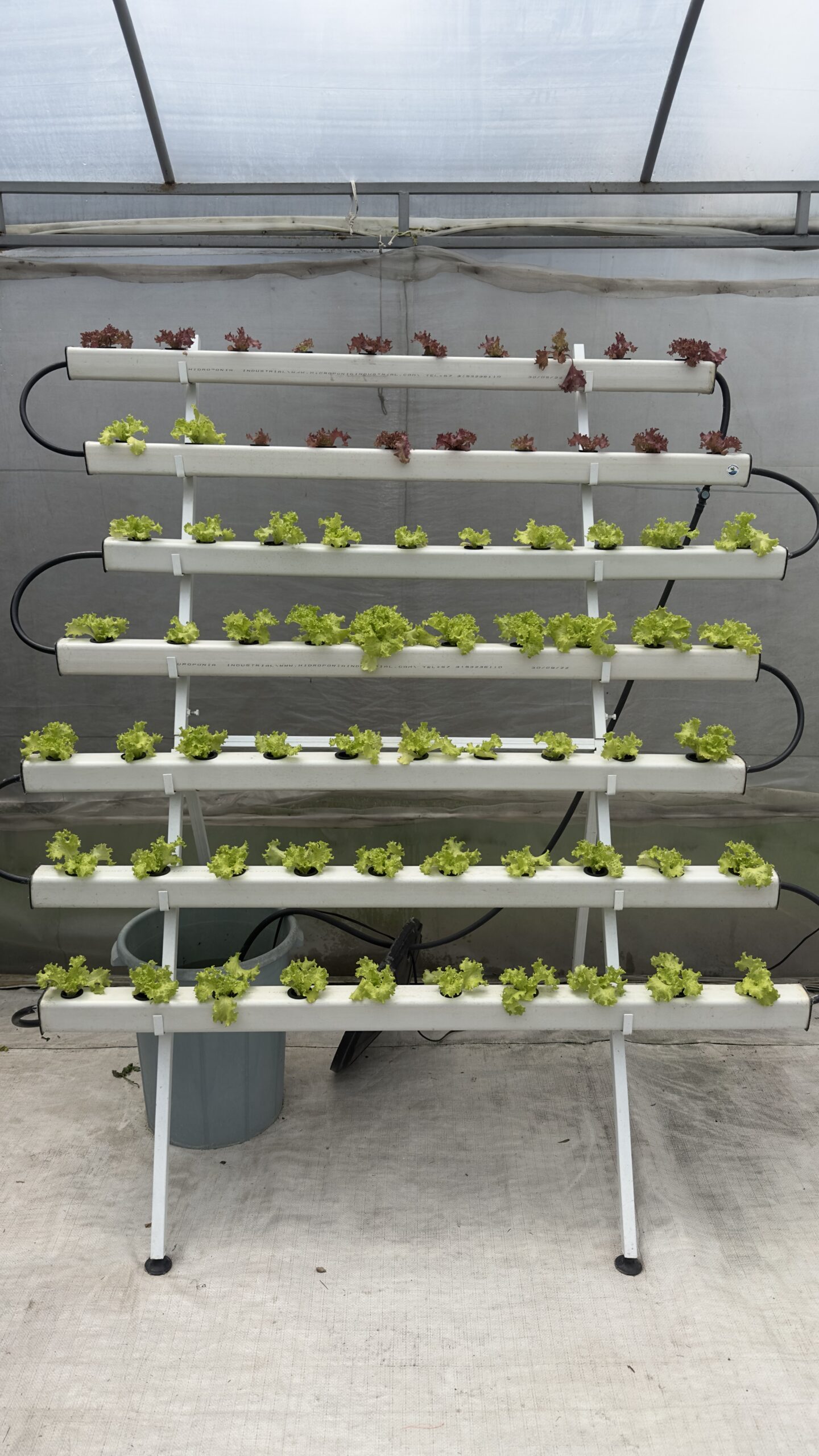 CULTIVO PIRAMIDAL HIDROPONICO(49-70) PLANTAS