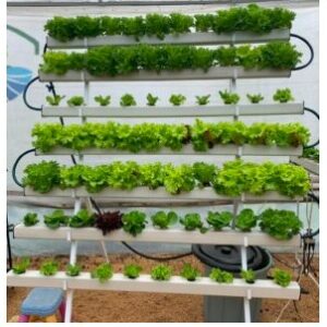 CULTIVO PIRAMIDAL HIDROPONICO(49-70) PLANTAS