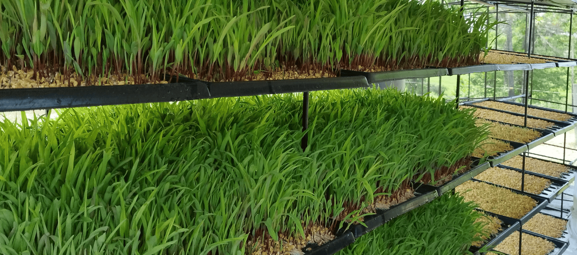 hidroponia-industrial-en-bogota-colombia-100