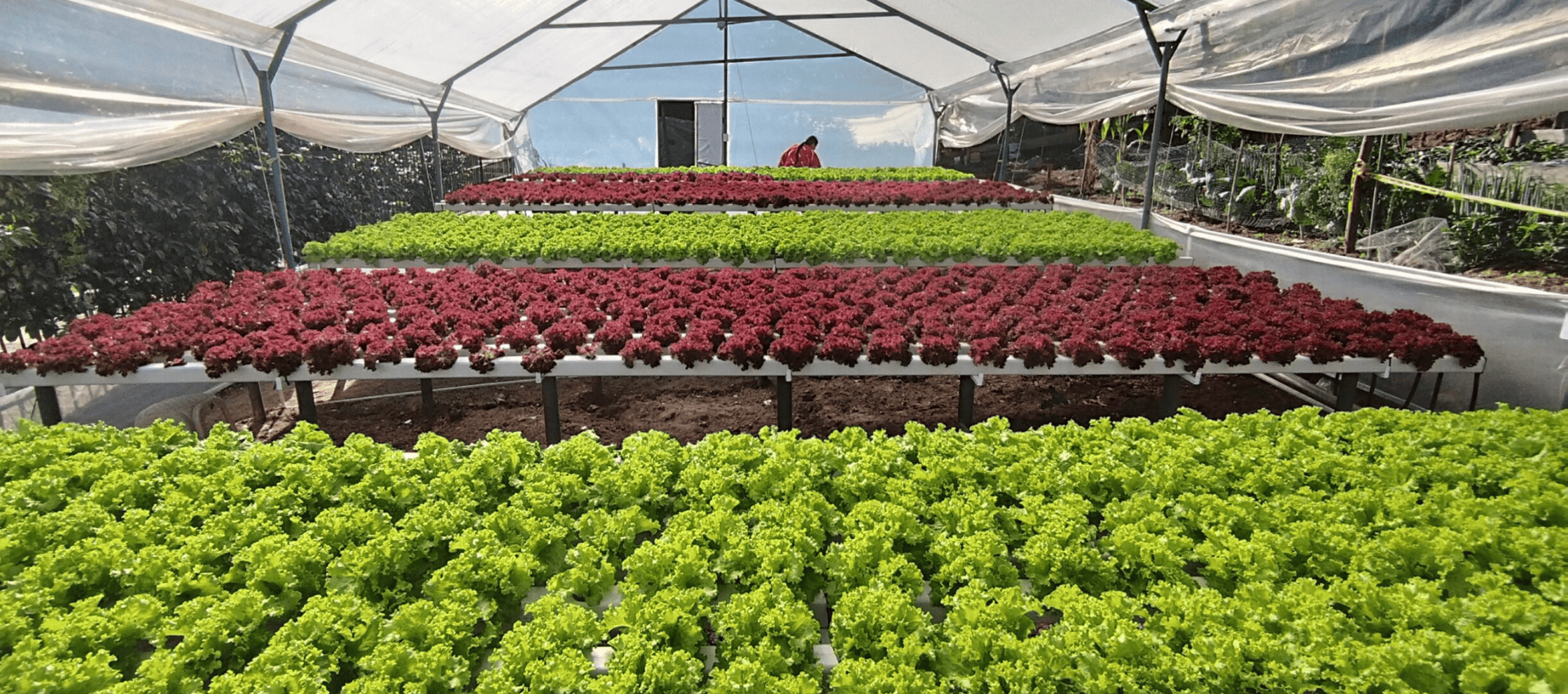 hidroponia-industrial-en-bogota-colombia-101