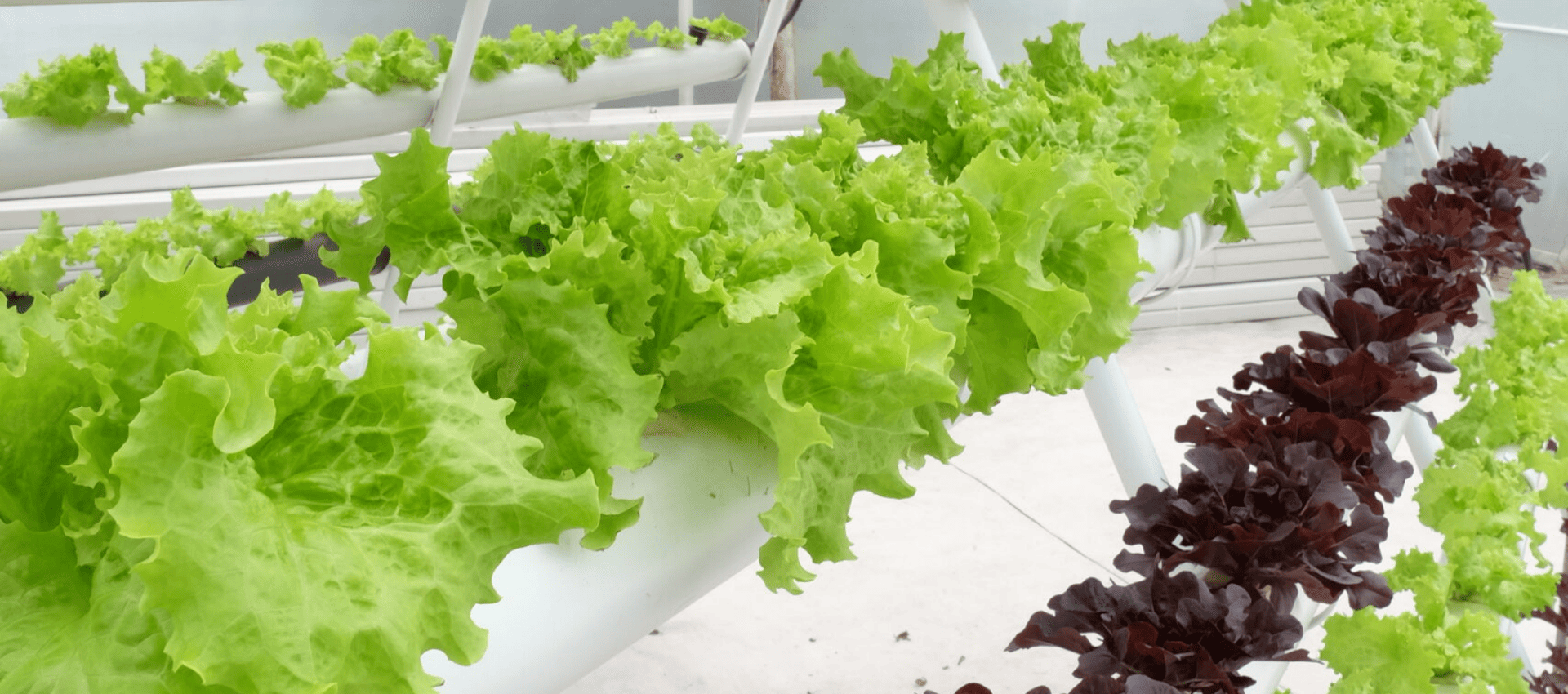 hidroponia-industrial-en-bogota-colombia-102