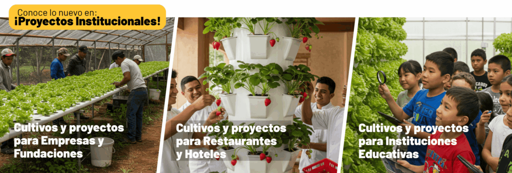 hidroponia-industrial-26