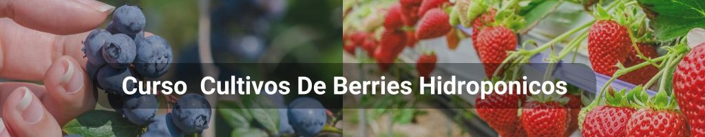 Curso Berries CULTIVOS HIDROPONICOS (1)